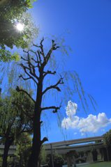 皇居周辺スナップ (2)