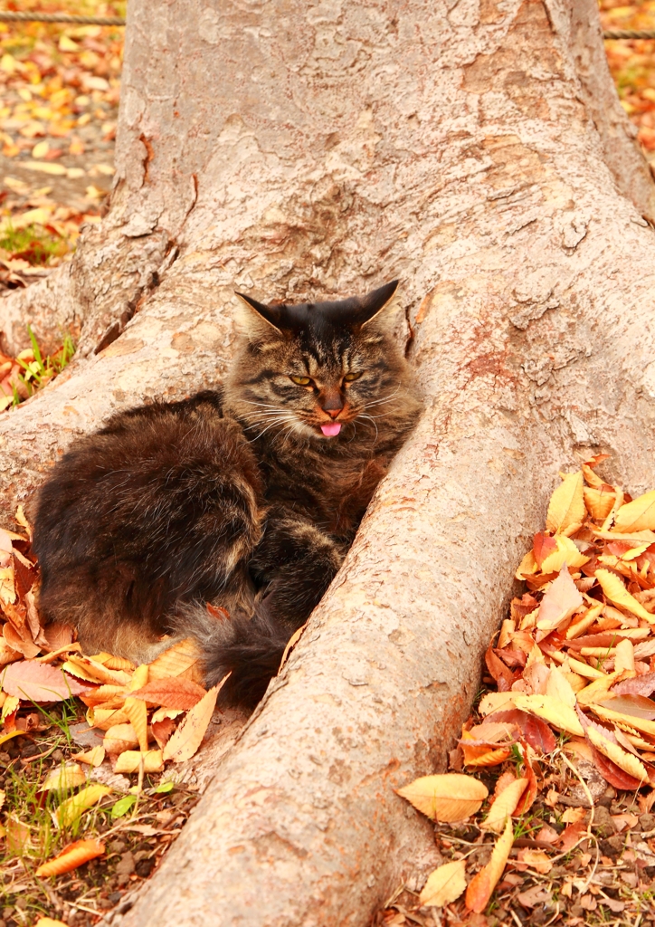 あっかんべぇ～