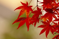 六義園スナップ (3)