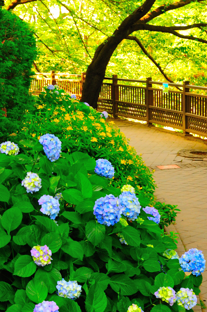 石神井川を歩いてみる (2)