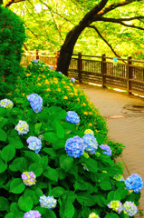 石神井川を歩いてみる (2)