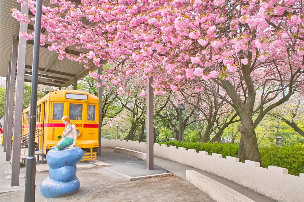 飛鳥山スナップ（１）