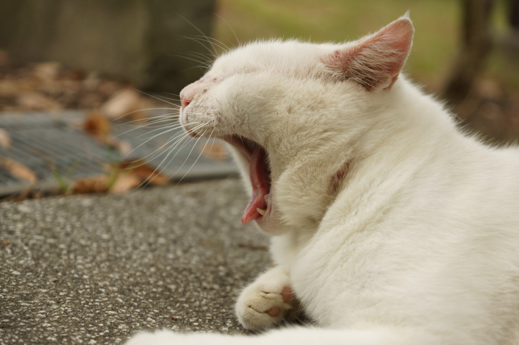 A77導入記念スナップ (5)