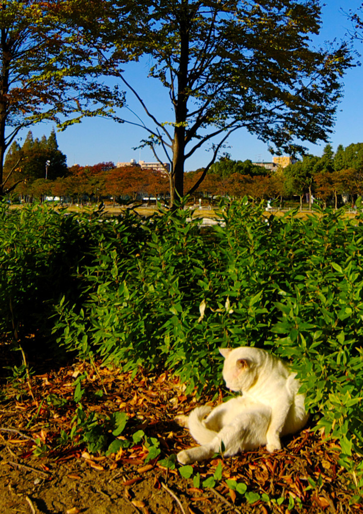 おっさんネコ(^.^)