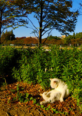 おっさんネコ(^.^)