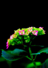 暗闇スナップ（１）