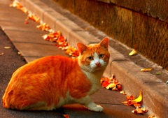 ネコも秋色