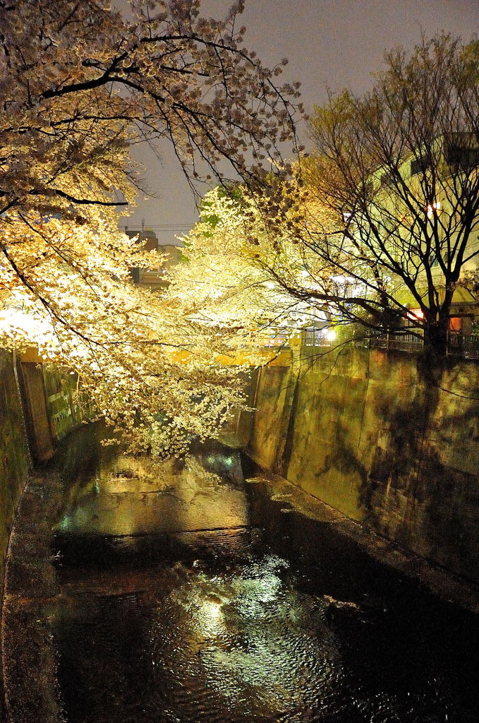 夜桜スナップ（手持ち）