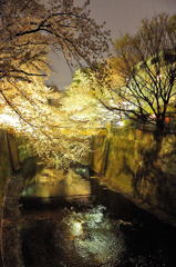 夜桜スナップ（手持ち）