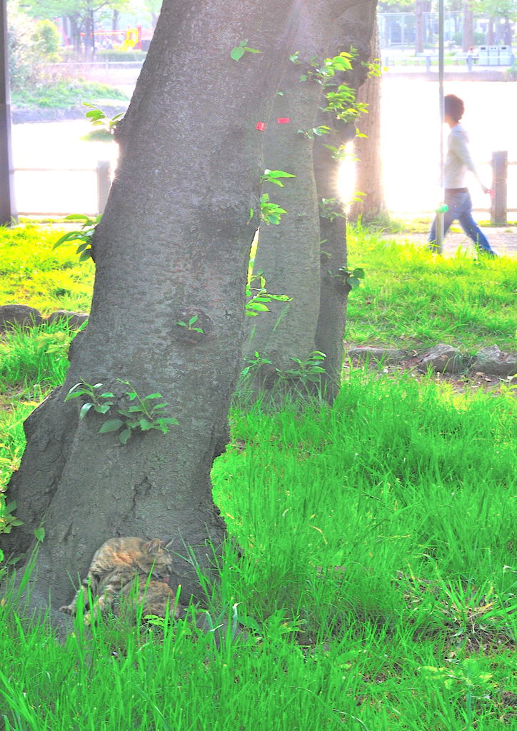 ネコのいる風景