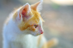 子猫パラダイス (4)