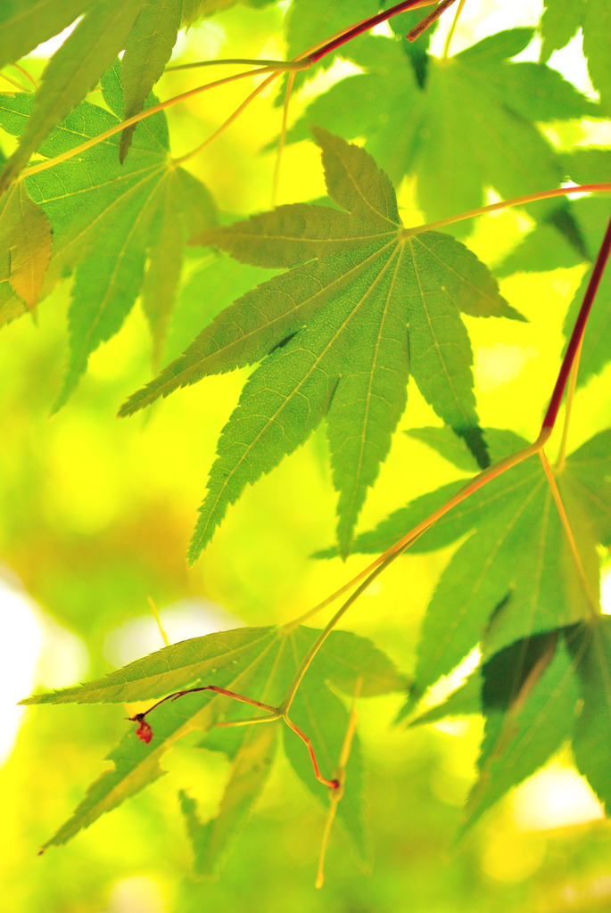 みどりの日スナップ（２）