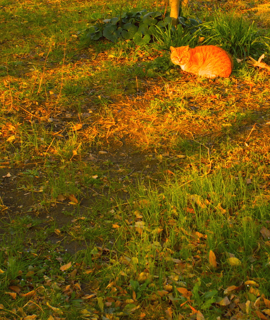 夕刻スナップ (3)