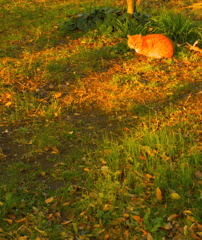 夕刻スナップ (3)