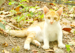 雨の日はネコだぜスナップ (4)