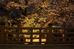 夜桜＠いたばし