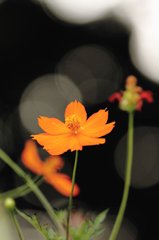 丸ボケスナップ