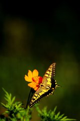 夏の終わりスナップ