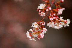 石神井川沿いを歩く（８）