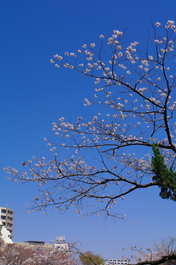 単焦点一本勝負　DA35Lｔｄ編（６）