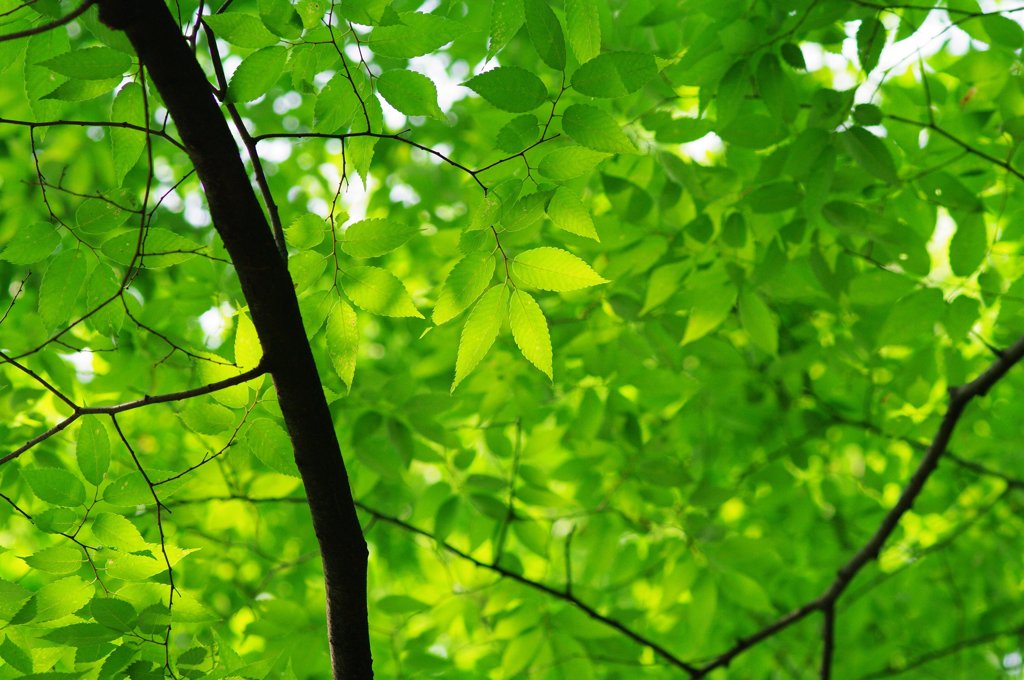 よりどりみどり