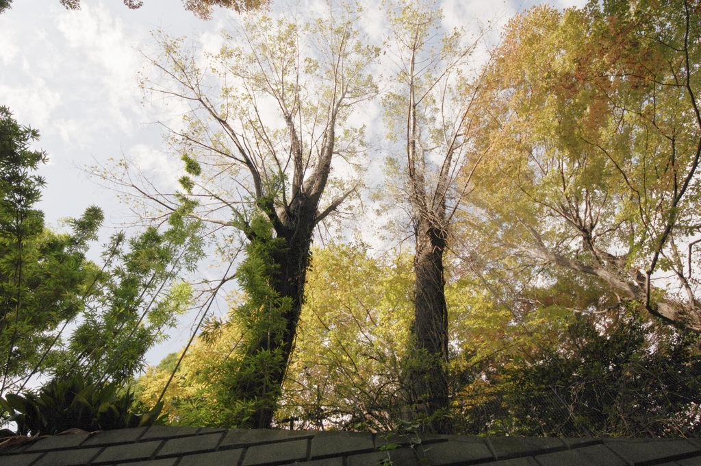 「ほのか」ってみた