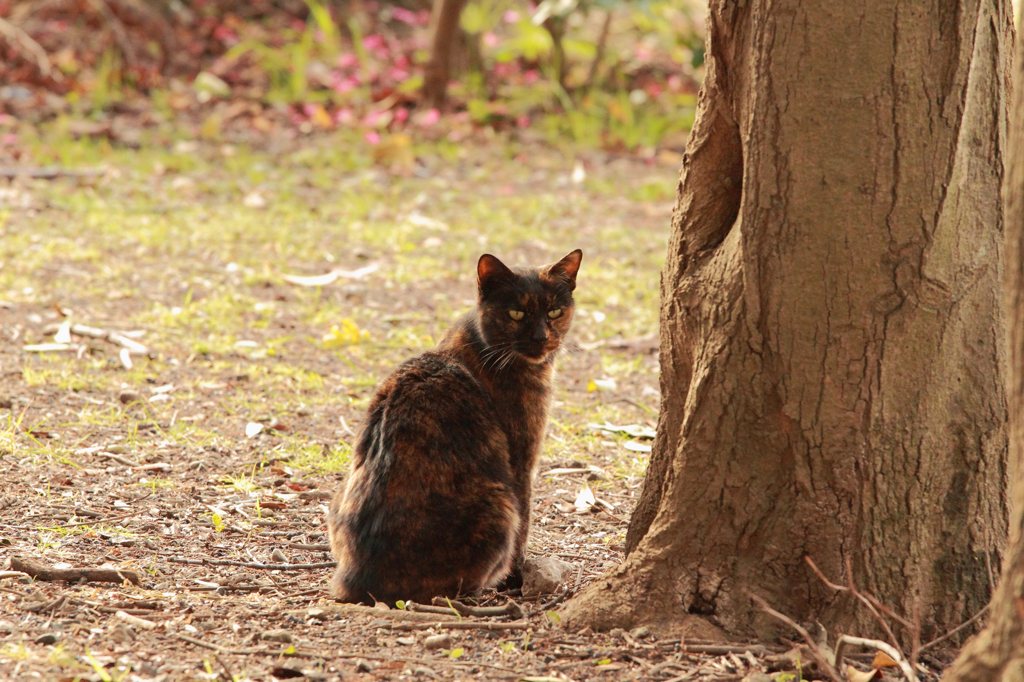 ネコ撮り初め (4)