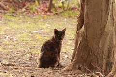 ネコ撮り初め (4)