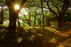 逆光を楽しむ