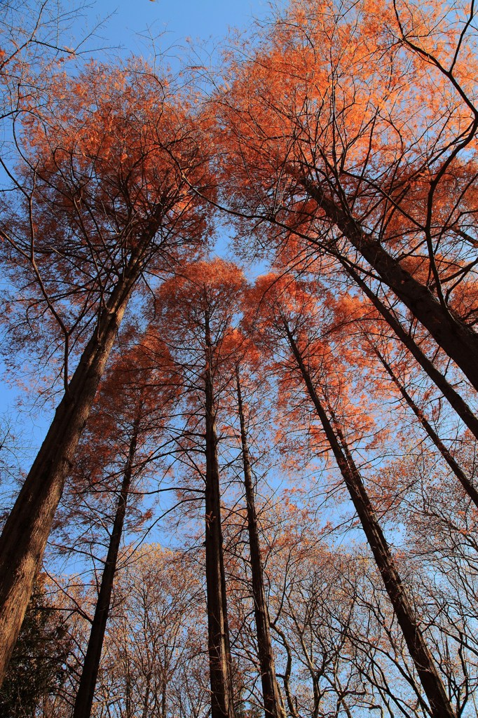 秋を惜しむ＠新宿御苑 (3)