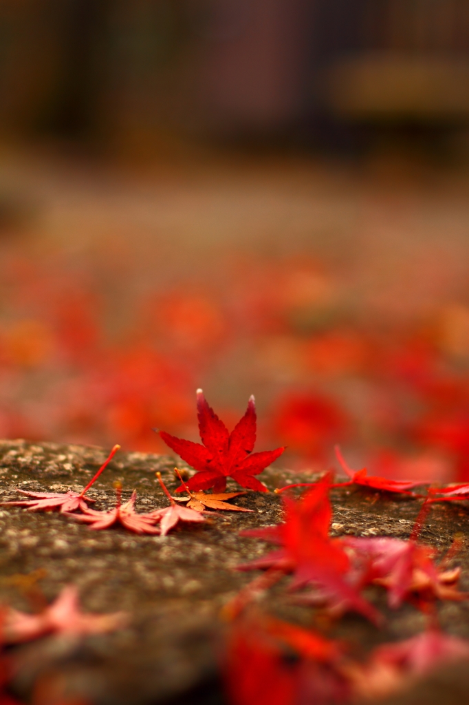 また逢う日まで