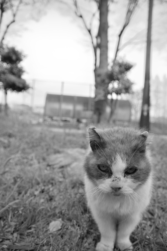 どーん！　(=^・^=)