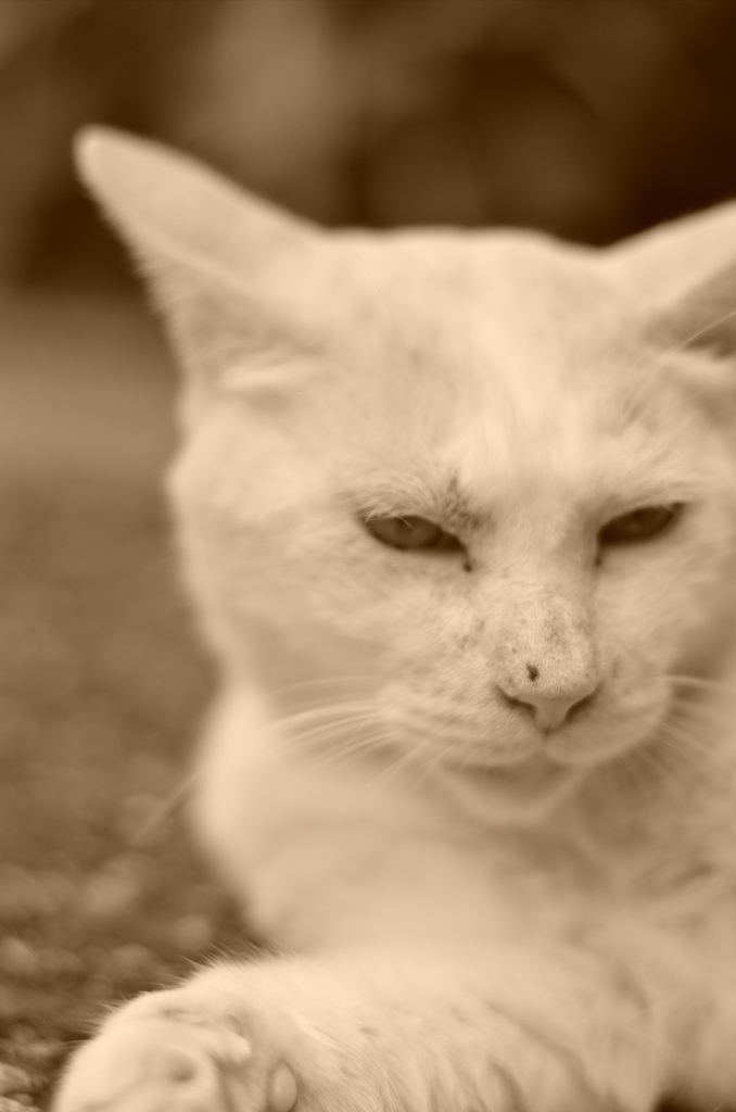 メヂカラ。。。