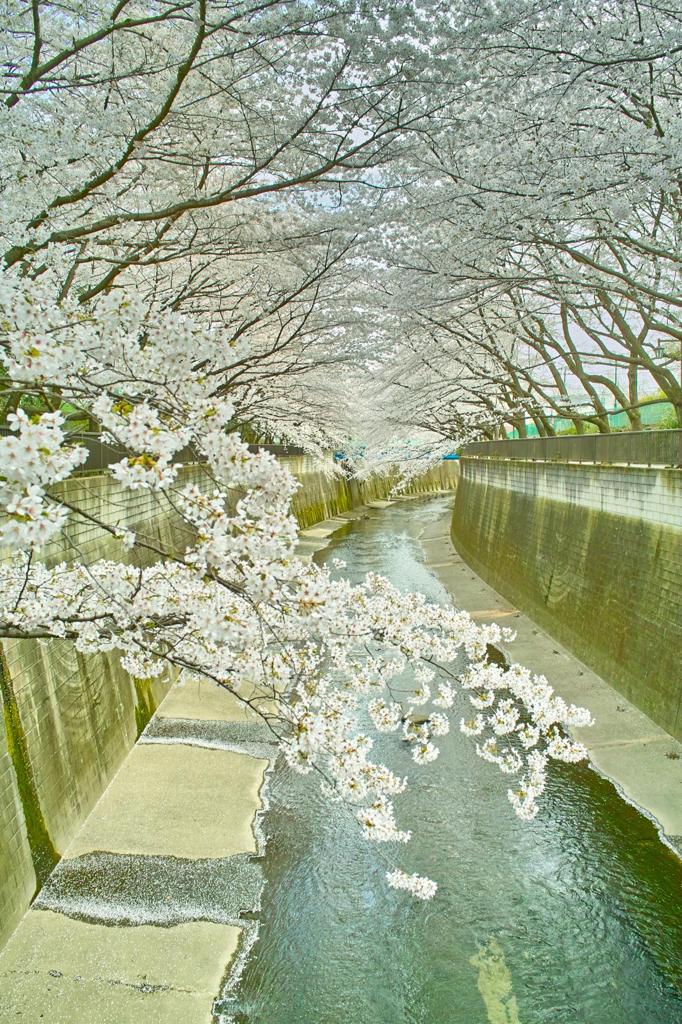 石神井川沿いスナップ（３）