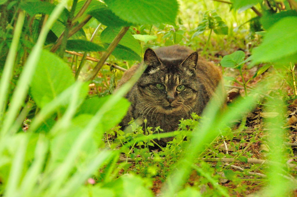 帰路でスナップ (4)