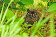 帰路でスナップ (4)