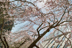 皇居周辺スナップ（５）