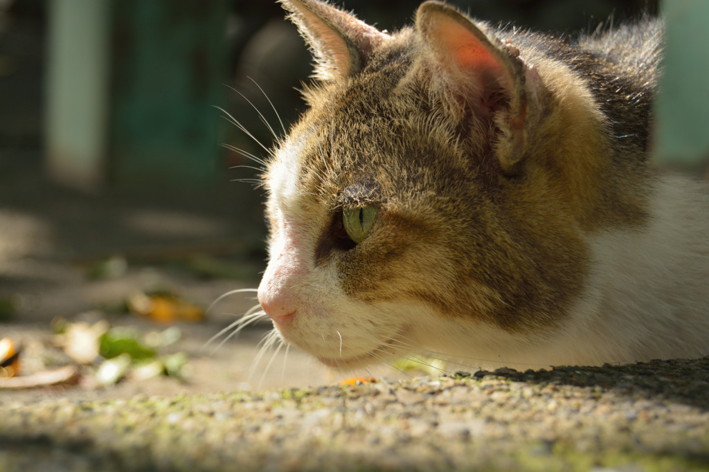 ナニ、ミツケタ！(=^・^=)