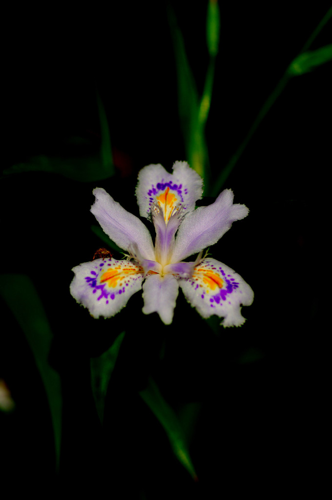 再びシャガってみた(^.^)