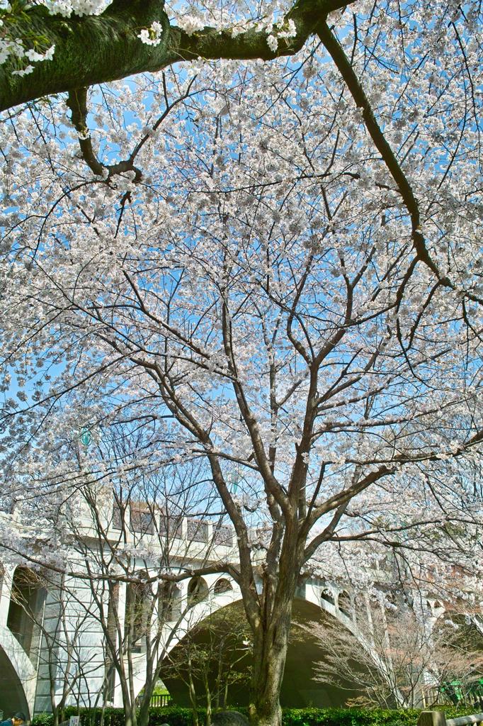 石神井川沿いスナップ（１）