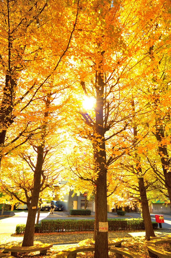 銀杏だぜスナップ (2)