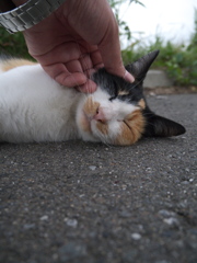 そこや、そこが気持ちええねん(=^・^=)