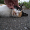 そこや、そこが気持ちええねん(=^・^=)