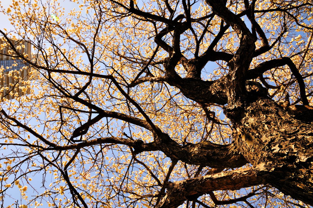 春ですよスナップ (3)