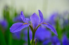 Blue & Green (5)