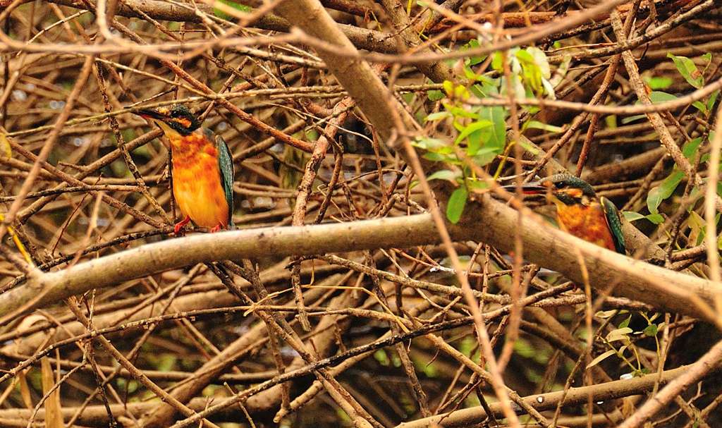 また、撮ってしまった！