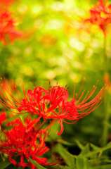 彼岸花三昧（１）