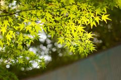 あとは色づくのを待つだけ。。。