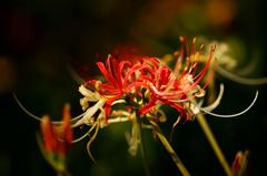 紅白の彼岸花