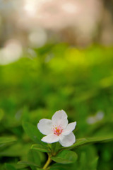 S3Pro　降臨（1）